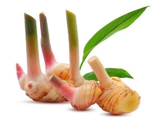   (Galangal Root)