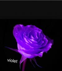   violet